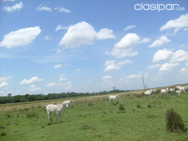 Itapua Vendo 700 has de terreno agricola ganadera y forestal — foto 2