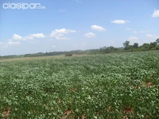 Itapua Vendo 700 has de terreno agricola ganadera y forestal — foto 3
