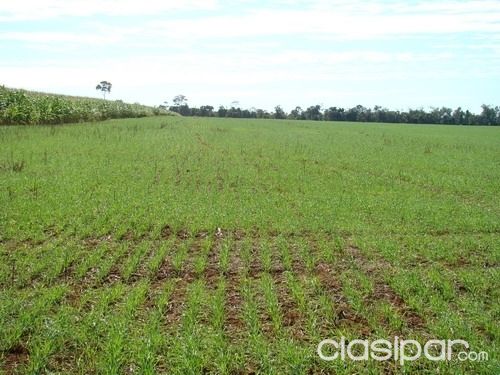 Vendo en Paraguay estancias y campos rurales, agricolas y ganaderos (occidental y oriental) — foto 2