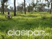 Vendo en Paraguay estancias y campos rurales, agricolas y ganaderos (occidental y oriental) — foto 3