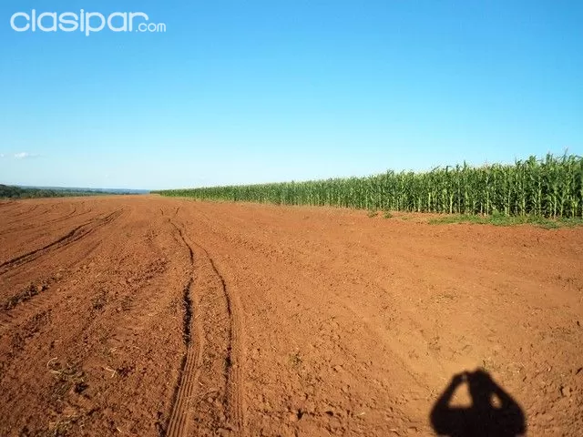 caaguazu 2500 agricola, ganadera y forestal — foto 2