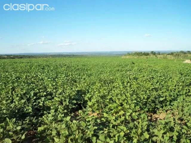 caaguazu 2500 agricola, ganadera y forestal — foto 3