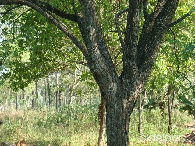 En ATYRA - Terreno pCasa Quinta - Con Mucha Vegetacion — foto 3