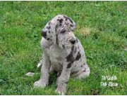 GRAN DANES MACHO Y HEMBRA