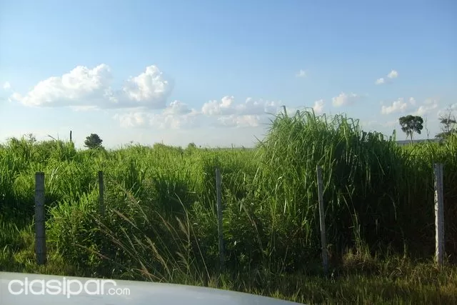Vendo Caaguazu 1100 has 5 kms del asfalto tierra agrícola — foto 3