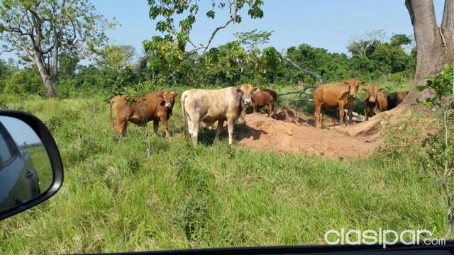 Propiedades Rurales, Estancias, desarrollo... Campos en Paraguay Lotegrande.com.py — foto 2