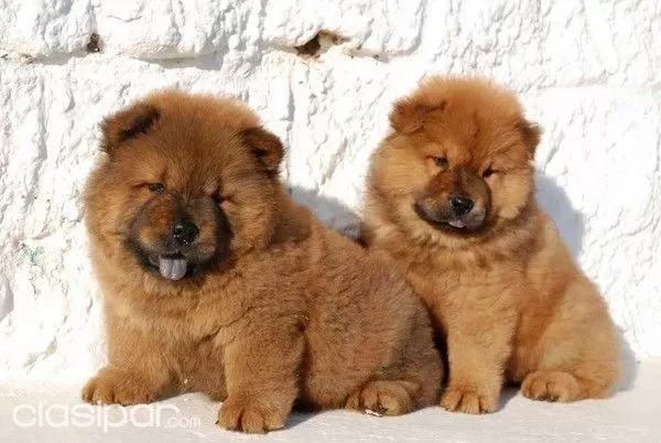 Compramos Tu Chow Chow Puro Al Mejor Precio Clasipar Com En Paraguay