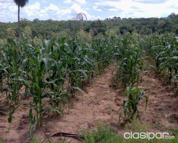 VENDO UNA PROPIEDAD DE 8 HAS CON NACIENTE NATURAL — foto 2