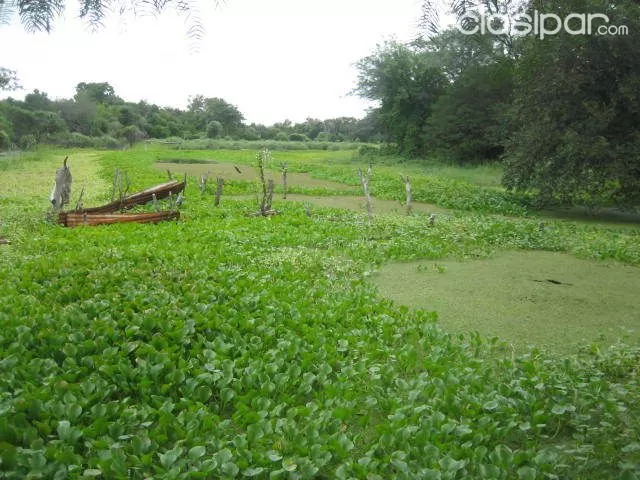 OFERTA ESTANCIA EN ALTO PARAGUAY. LA GERENZA — foto 2