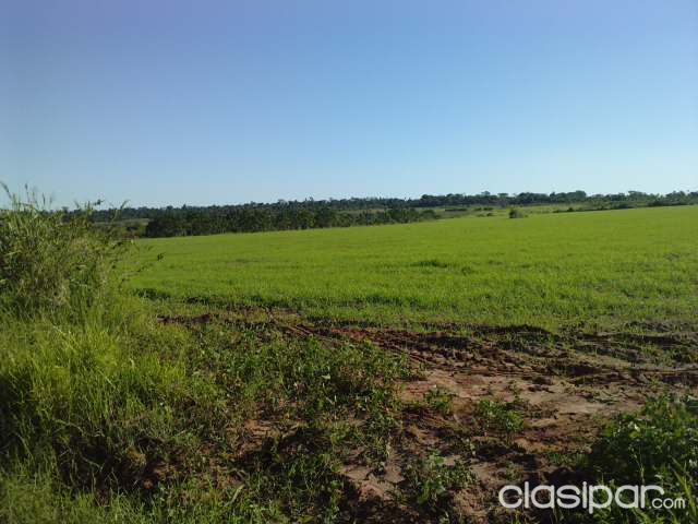 vendo 62 hectareas en curuguaty sobre ruta asfaltada — foto 2