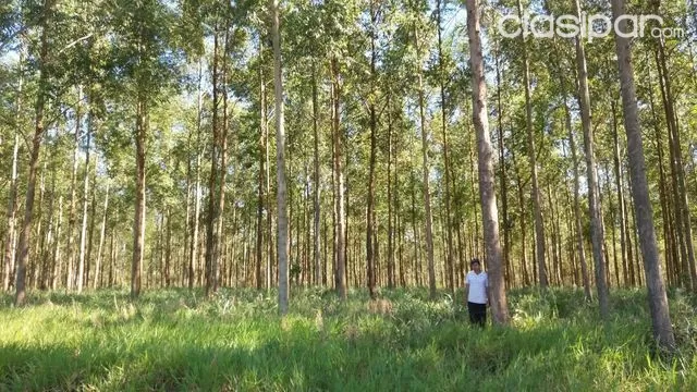 PROPIEDAD REFORESTADA — foto 2