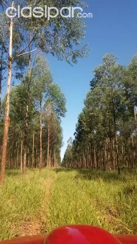 PROPIEDAD REFORESTADA — foto 3