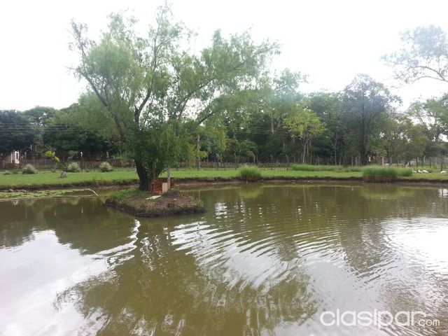 VENDO HERMOSA QUINTA EN LUQUE! — foto 3