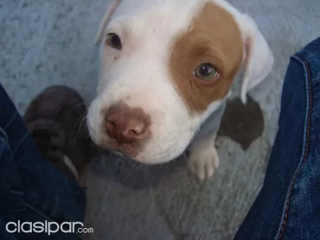 Pitbull Blancos Piratas Y Marrones Ojos Claros Clasipar Com En Paraguay