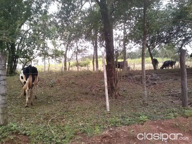 GRANJA LECHERA EN PRODUCCION — foto 2