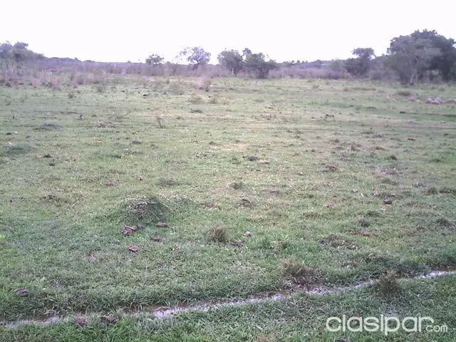 53 HAS TIERRA AGRICOLA DE PRIMERA (TIERA ROJA) EN CORDILLERA — foto 2