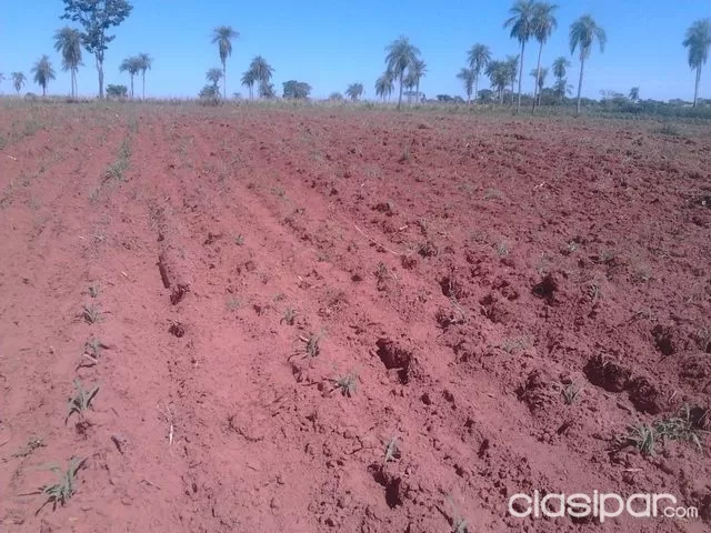 53 HAS TIERRA AGRICOLA DE PRIMERA (TIERA ROJA) EN CORDILLERA — foto 3