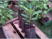 PLANTINES DE YERBA MATE EN MACETA y TUBETES