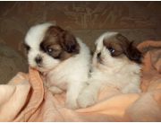 CACHORROS SHITZU, SHI TZU EN VENTA