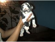 CACHORROS GRAN DANES BELLEZA, DE RAZA PURA