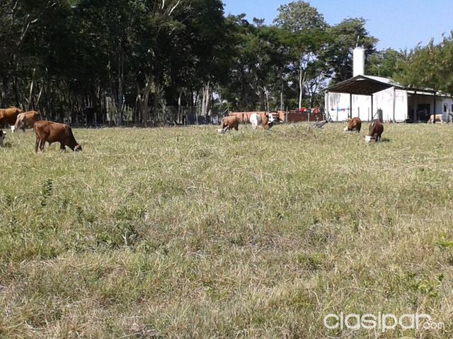 LA PASTORA Cnel. OVIEDO PEQUEÑO CAMPO FORMADO, 9 HACT. CTODAS LAS COMOD. 50 MTS.COMISARIA, LUGAR CPEQÑO BOSQUE A 2 Hs. ASUNCION — foto 3