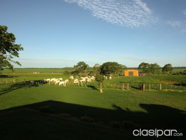 VENDO ESTANCIA DE 1200 HECTAREAS CON ALTA PRODUCCION AGRICOLA GANADERA EN SAN ESTANISLAO (SANTANI), A 172 KMS. DE ASUNCION — foto 2