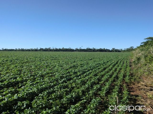 VENDO ESTANCIA DE 1200 HECTAREAS CON ALTA PRODUCCION AGRICOLA GANADERA EN SAN ESTANISLAO (SANTANI), A 172 KMS. DE ASUNCION — foto 3