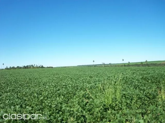 ALTO PARANA TERRENO DE 70 HAS ENTRE SANTA RITA Y CRUSE KM 30 — foto 2