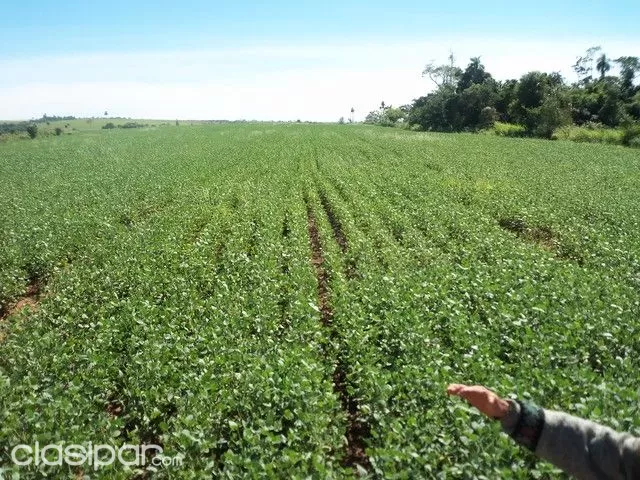 ALTO PARANA TERRENO DE 70 HAS ENTRE SANTA RITA Y CRUSE KM 30 — foto 3
