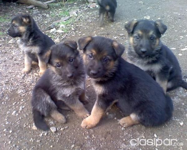 Perros - Gatos - COMPRO URGENTE CACHORROS PASTOR ALEMAN