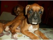BOXER CACHORROS HERMOSOS