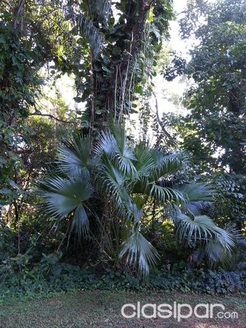 VENDO TERRENO DE 6 ha EN LUQUE — foto 3