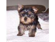 MINI YORKSHIRE,CHIQUITITOS Y BELLOS DE VERDAD, CACHORROS PUROS!!!