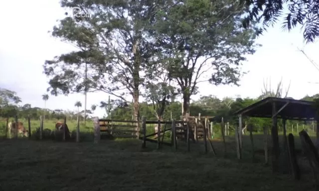 DUEÑO VENDE EN CAAGUAZU - YHU 152 Ha. sobre ruta asfaltada! TARUMA. — foto 3