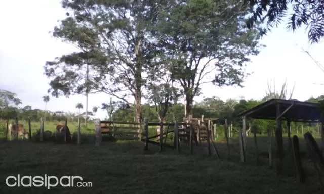 OFERTO CAAGUAZU - YHU DUEÑO 137hA. VENDE UNICA UBICACION SOBRE RUTA ASFALTADA — foto 2