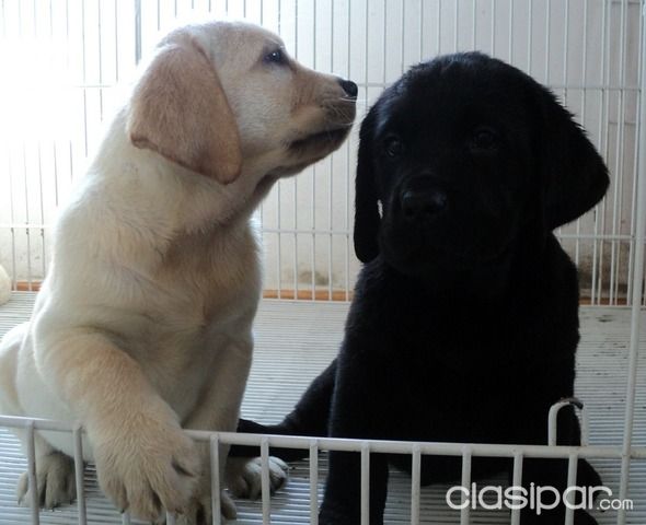 Perros - Gatos - Cachorros de labrador puros, dorados y negros