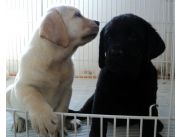 Cachorros de labrador puros, dorados y negros
