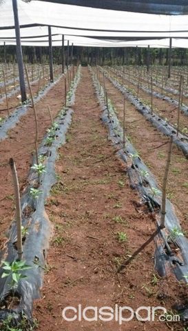 | ALQUILER | ESTANCIA I CHACRA | Cordillera | Piribebuy I AF71 — foto 2