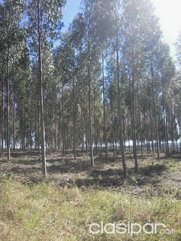 VENDO LOTES EN RAUL PEÑA — foto 2