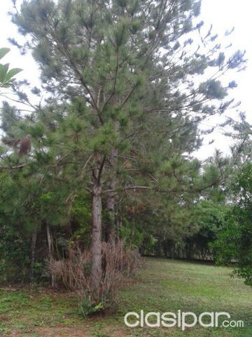 VENDO CON URGENCIA TERRENOS EN CAACUPE — foto 2