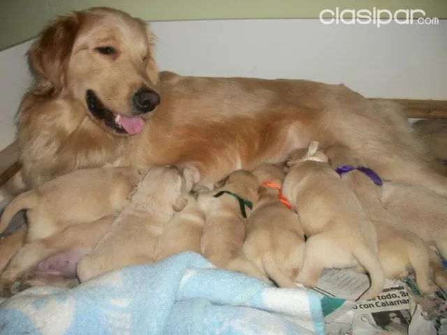 Cachorros De Raza Golden Retriever Belleza Y Super Carinosos Clasipar Com En Paraguay