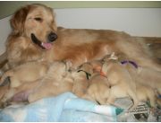 CACHORROS DE RAZA GOLDEN RETRIEVER. BELLEZA Y SUPER CARIÑOSOS!!!