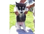 HUSKY CACHORROS EN VENTA OJOS CLAROS