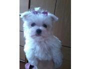 IMPOSIBLE NO LLEVARTE UN CACHORROS MALTES!!! LO MAS HERMOSOS Y TIERNOS