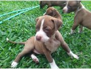 PITBULL CHOCOLATES CON BLANCOS