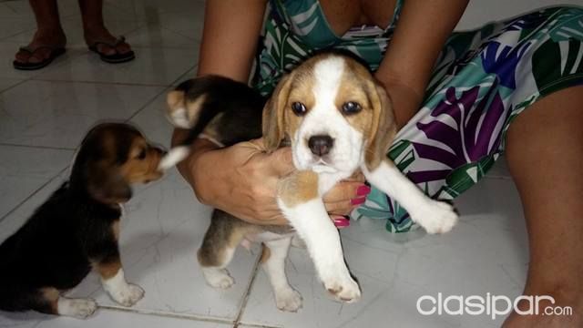 Perros - Gatos - LOS MAS BONITO BEAGLES PUROS