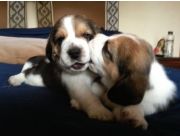 Cachorros beagle super tiernos de 45 dias