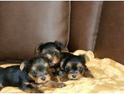 HERMOSOS CACHORROS YORKSHIRE SUPER CHIQUITOS