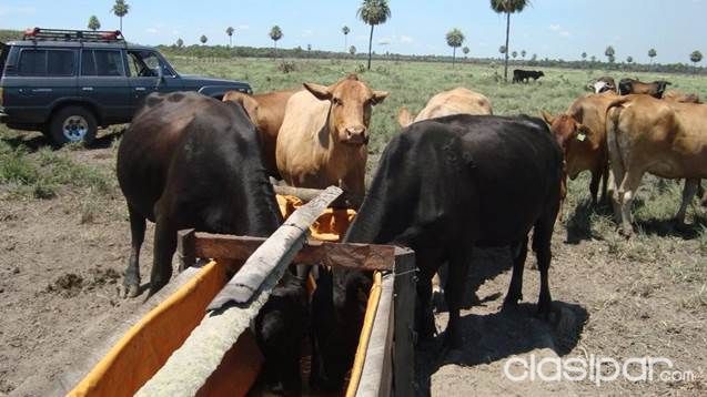 ESTANCIA FORMADA EN BENJAMIN ACEVAL A 91 KM DE ASUNCION SOBRE LA TRANSCHACO — foto 3