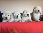 GOLDEN RETRIEVER... IDEALES PARA LOS CHICOS DE LA CASA